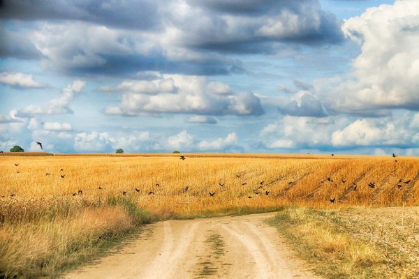 Дорога в пшеничном поле