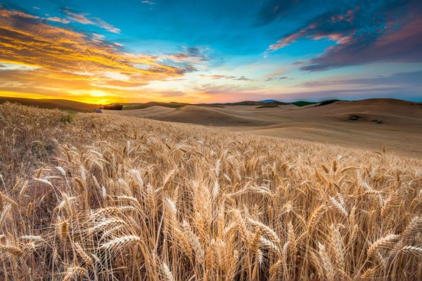 Пшеничное поле Вангол