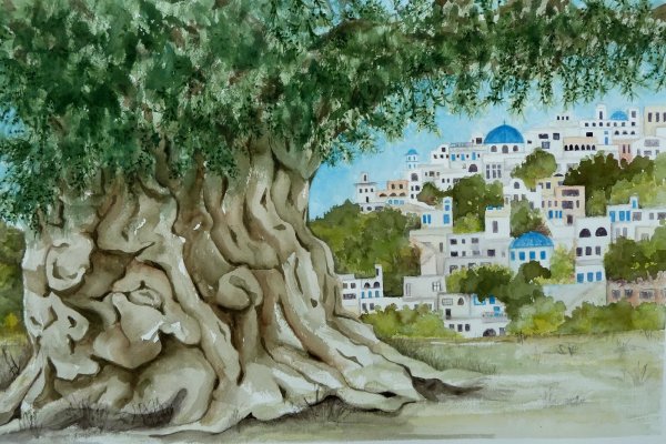 Дерево олива Черноморская