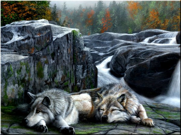 Красивые пейзажи с волками