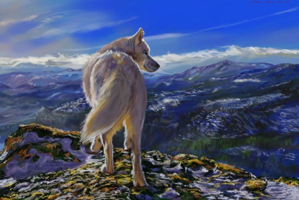 Kim Norlien волки