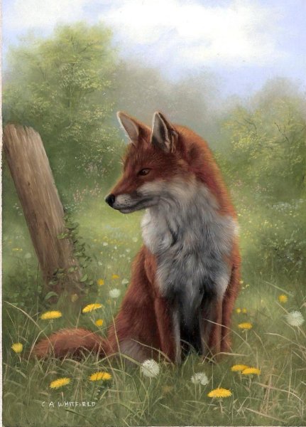 Карл Эндрю Уитфилд