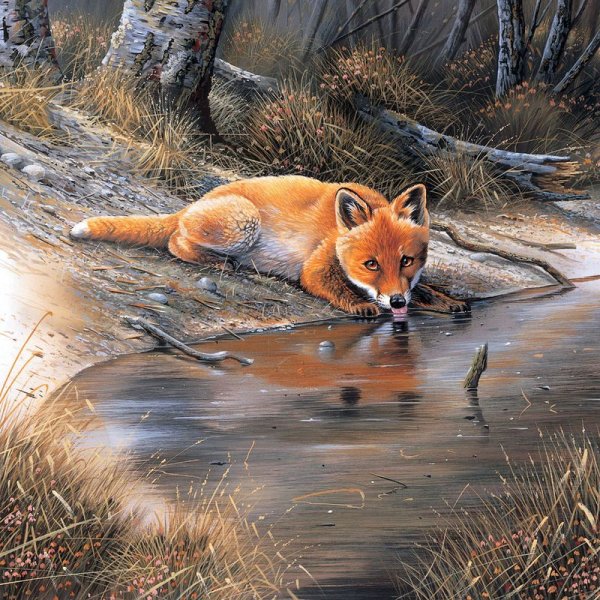 Лиса на фоне гор