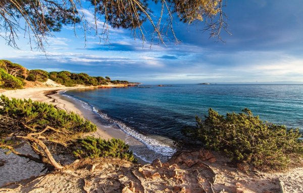 Море скалы сосны Лазурный берег Франции