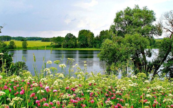 Летняя природа