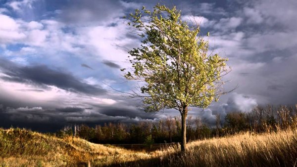 Пейзаж с ветром