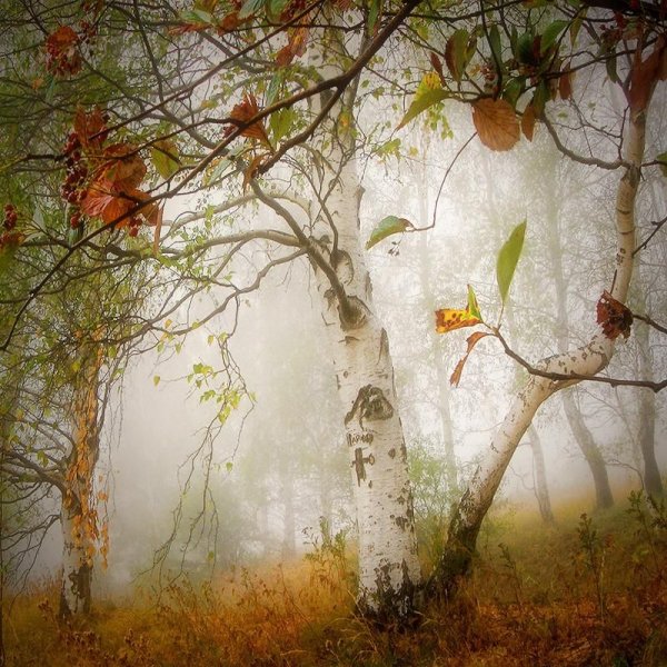 Дерево мазками