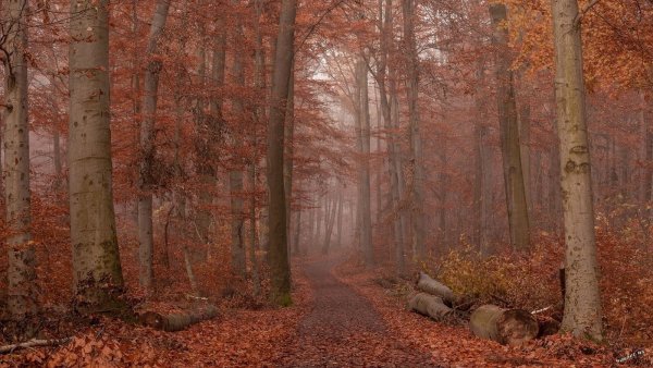 Осенний лес Готика
