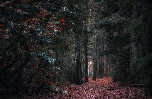 Темный лес Геншин