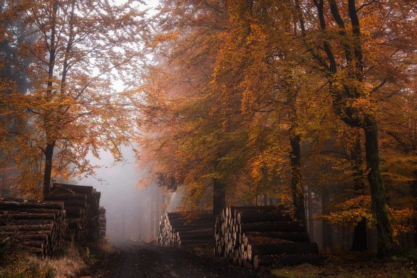 Мрачная осень в деревне