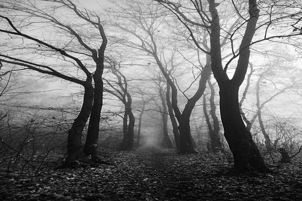 Темное дерево