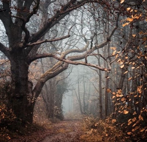 Осенний лес