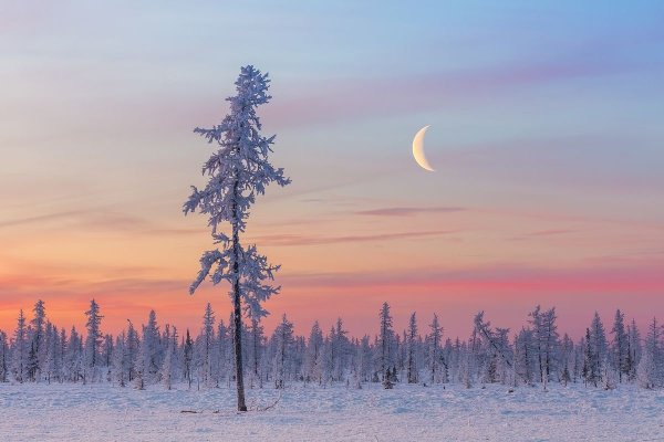 Тундра Ненецкий автономный округ