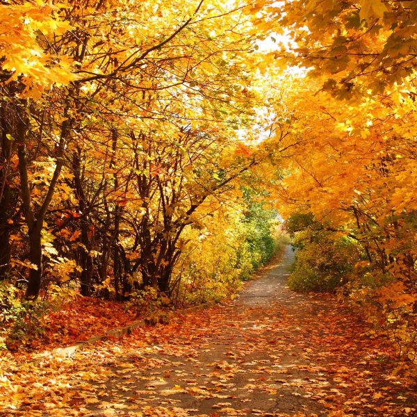 Осень картинки