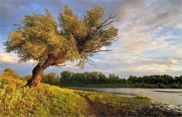Альфред Сислей аллея тополей