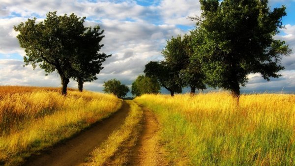 Маковский украинский пейзаж