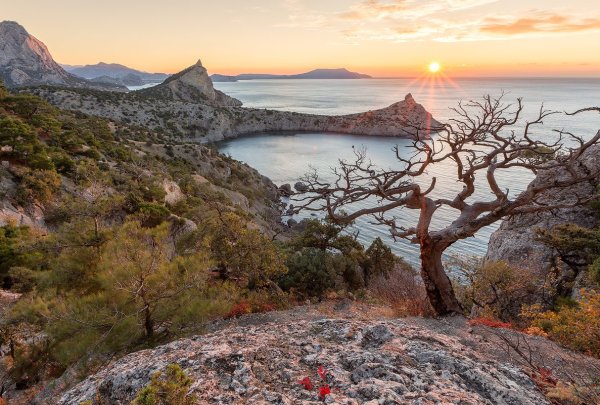 Сосна мыс Капчик