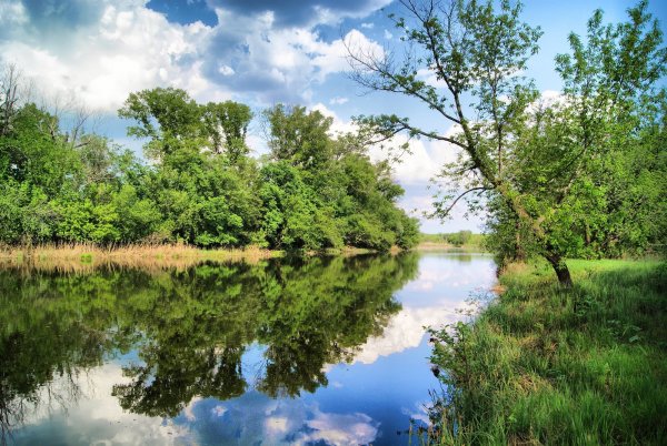 Карповский лес Бугурусланского района