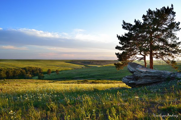 Оренбург леса степи лето