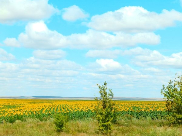 Оренбургские степи Кваркенский район