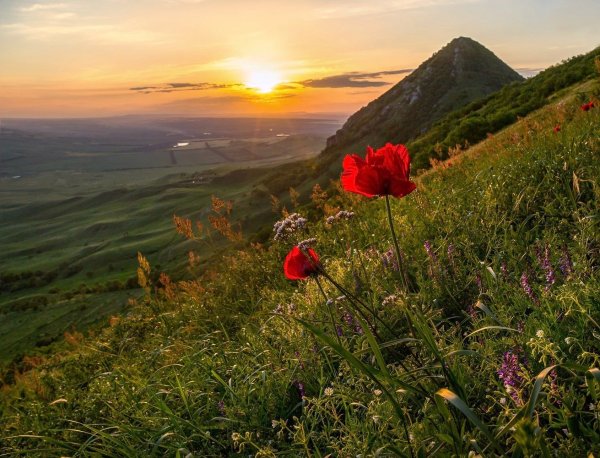 Реликтовые маки на Бештау