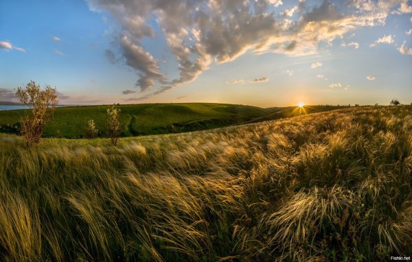 Донская степь ковыль