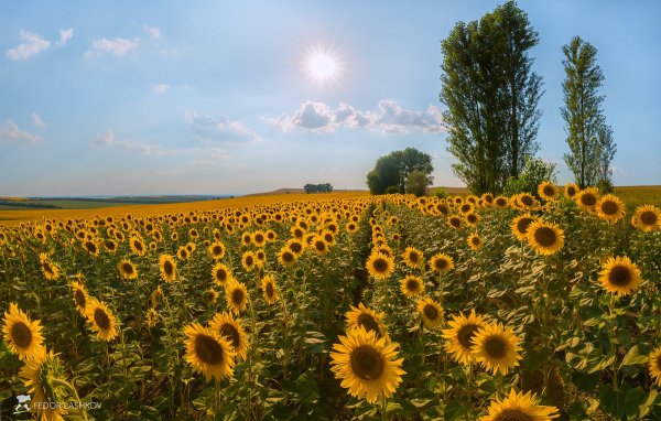 Подсолнуховое поле Ставропольский край