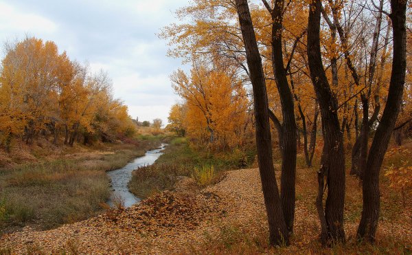 Осень Дон Волгоградская область