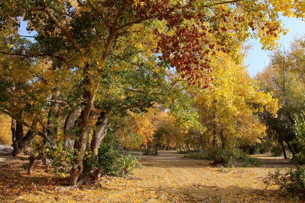 Золотая осень Волгоград