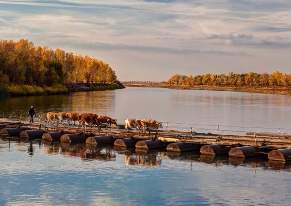 Природа Волжского Волгоградской области