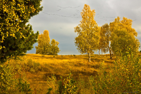 Парк Воронеж СХИ осень
