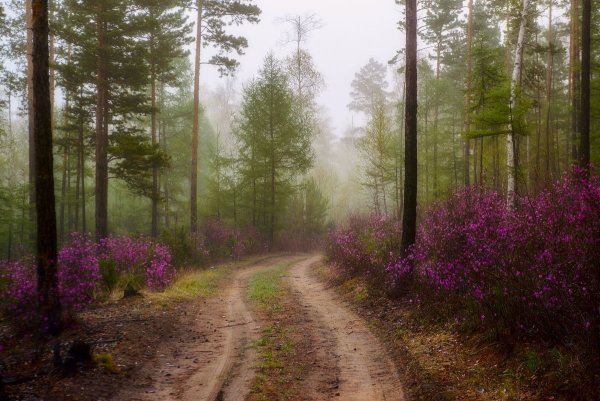 Пейзаж Забайкальского края багульник