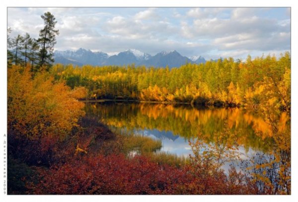 Тайга Забайкальского края осенью