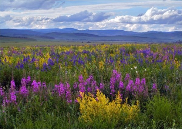 Тайга Забайкальского края осенью