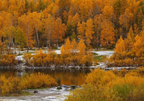 Чита Забайкалье фауна