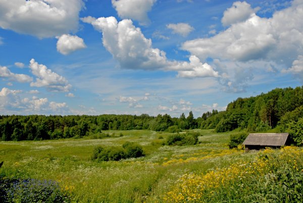 Природа Вологодский район поля