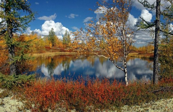 Лето тундра новый Уренгой