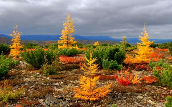 Ямал лес тундра