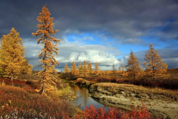 Уренгой природа