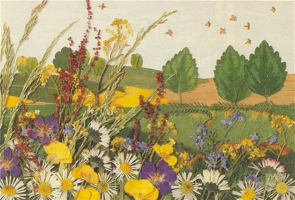 Ошибана Павлин