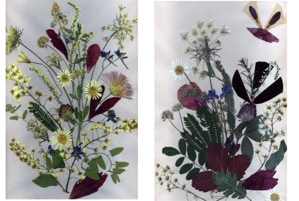 Ошибана из одуванчиков