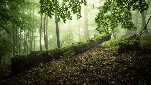 Лес в тумане