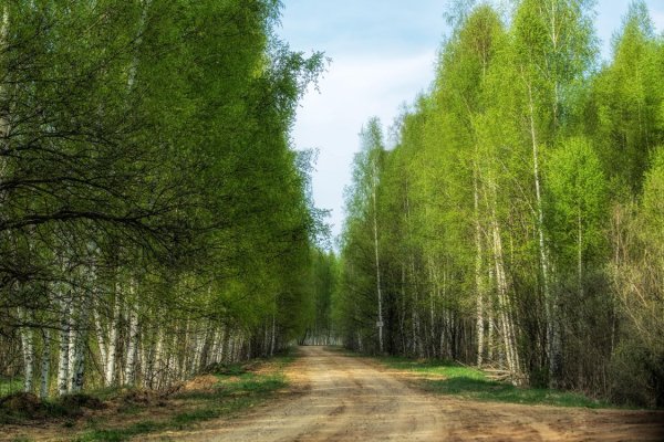 Березовый лес