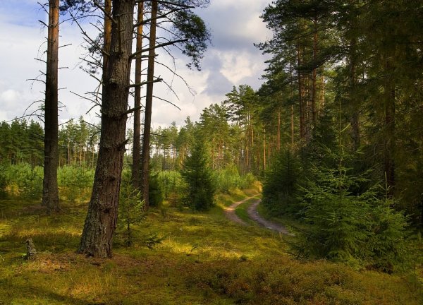 Лесной пейзаж