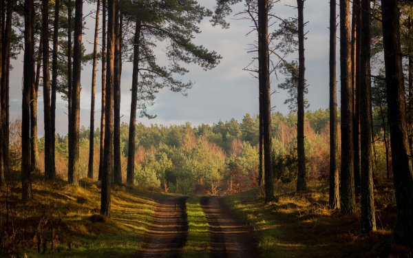 Сосновый Бор Марий Эл