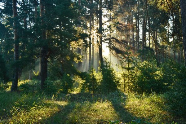 Лесная опушка ельник