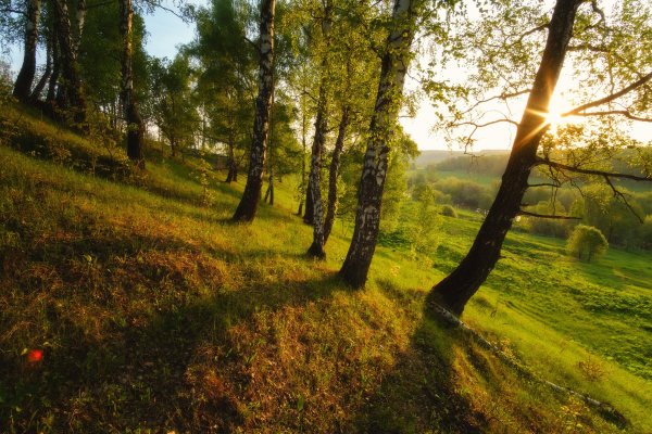 Зарайск лес