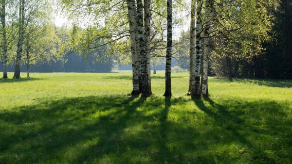 Лесная Поляна Беларусь