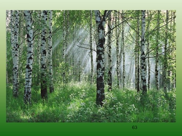 Берёзовая роща Курск