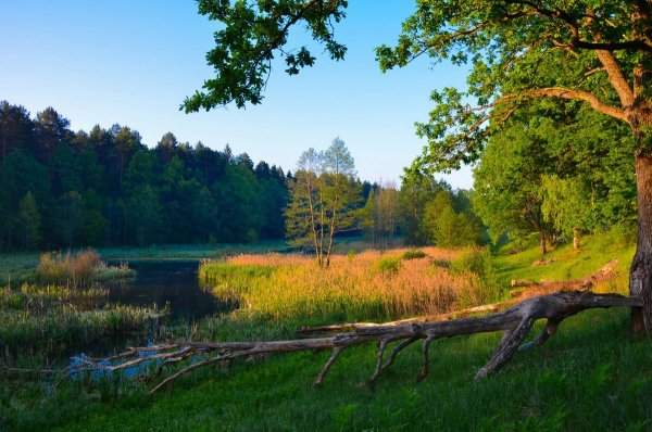 Природа Брянской области